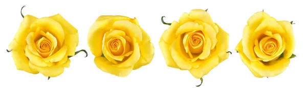 Close up amarelo Rose flores isoladas no fundo branco com c — Fotografia de Stock