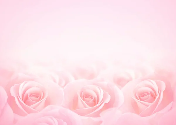 Pink Rose flowers with blurred sofe pastel color background for — ストック写真