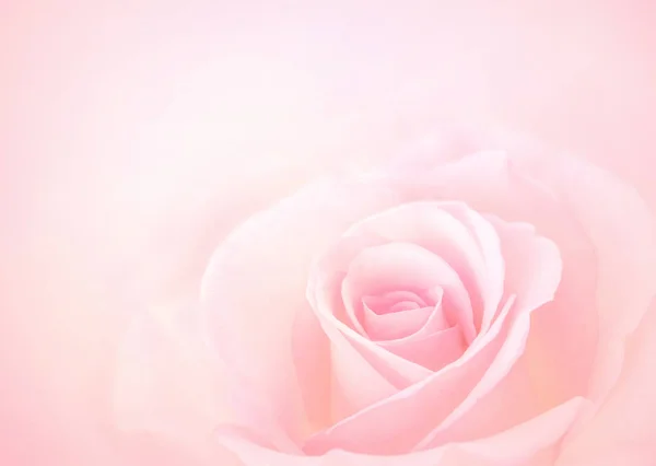 Pink Rose flowers with blurred sofe pastel color background for — Stock Photo, Image