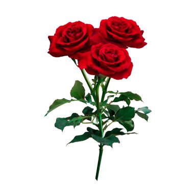 red roses isolated on white background with clipping path, for l