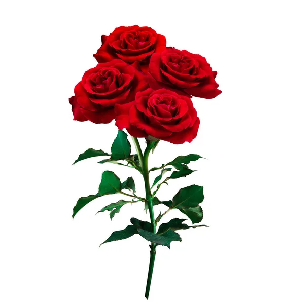 Rosas vermelhas isoladas em fundo branco com caminho de recorte, para l — Fotografia de Stock