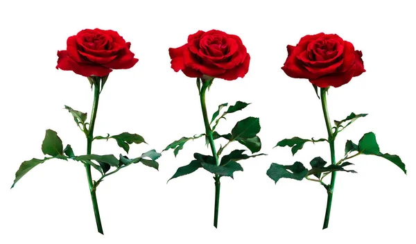 red roses isolated on white background with clipping path, for l