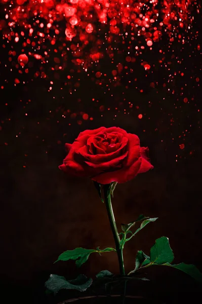 red roses on bokeh lighting blurred effect background, for love