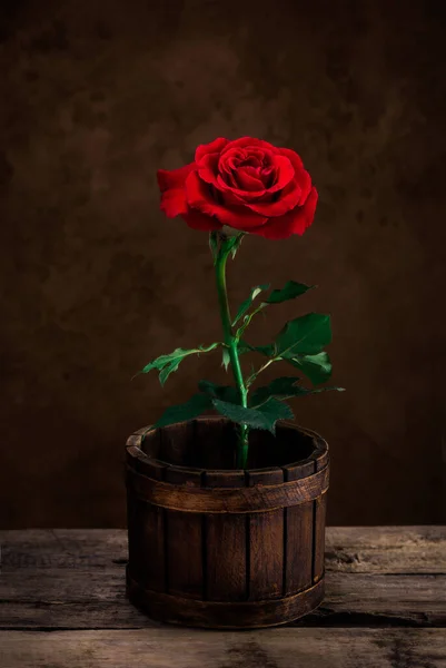 Red roses in wood pot for love wedding and valentines day — 스톡 사진