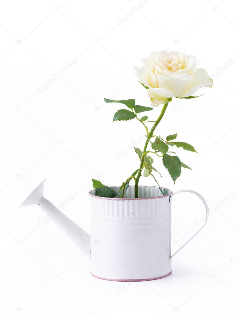 roses in watering can isolated on white background for love wedd
