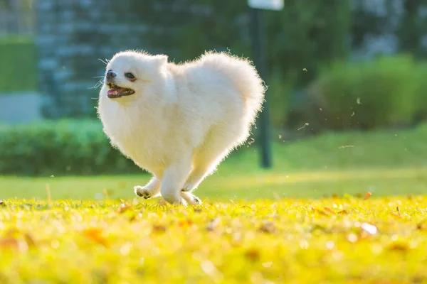 Cachorros Bonitos Cão Pomerânia Correr Grama Com Felicidade — Fotografia de Stock
