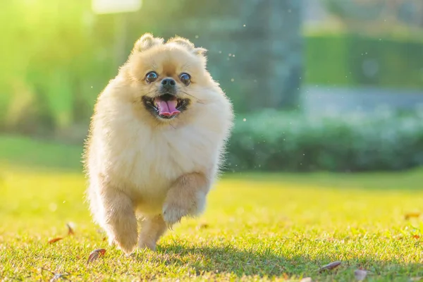 Şirin Köpek Yavruları Pomeranya Melezi Pekin Köpeği Çimlerde Mutlulukla Koşar — Stok fotoğraf