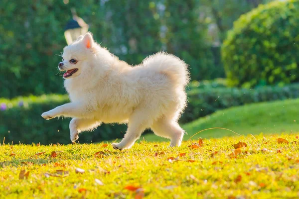 Şirin Köpek Yavruları Pomeranya Köpeği Çimlerde Mutlulukla Koşar — Stok fotoğraf