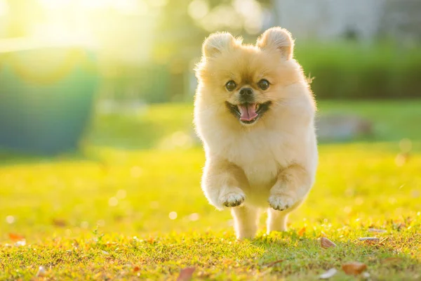 Şirin köpek yavruları Pomeranya melezi Pekin köpeği çimlerde mutlulukla koşar.