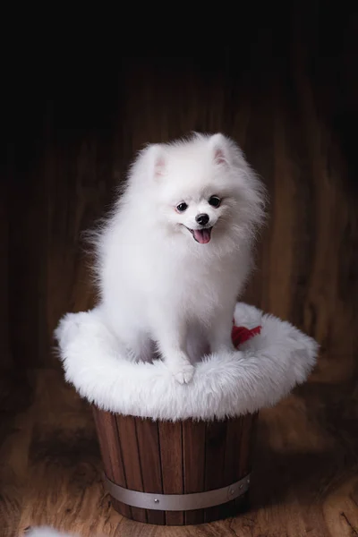 Χαριτωμένα Κουτάβια Pomeranian Σκυλί Κάθεται Ένα Ξύλινο Κουβά — Φωτογραφία Αρχείου