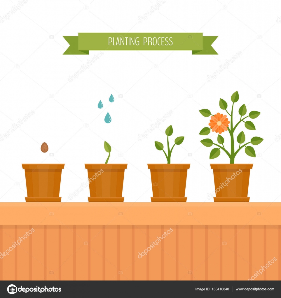 House plant. Phases plant growth. Flat style, vector illustration ...