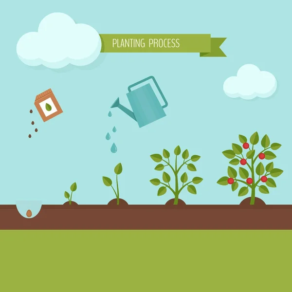 Plantering processen infographic. Tillväxtfaserna. Steg växters tillväxt. Platt design, vektorillustration. — Stock vektor