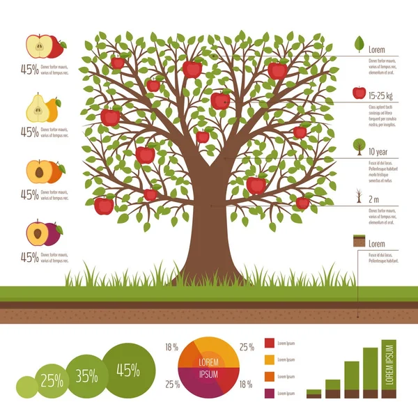 Trädgårdsskötsel och plantering infographic. Apple träd. Ekologisk mat. Platt design, vektorillustration. — Stock vektor