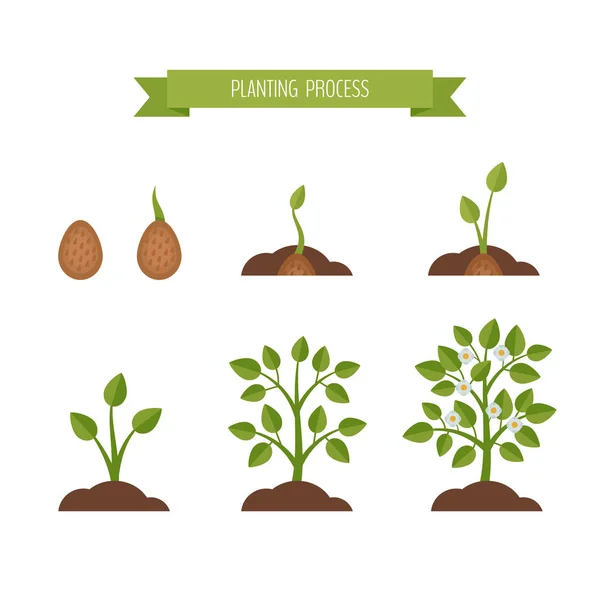 Phases de croissance des plantes. Germe dans le sol. Style plat, illustration vectorielle . — Image vectorielle