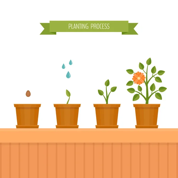 Plante maison. Phases de croissance des plantes. Style plat, illustration vectorielle . — Image vectorielle