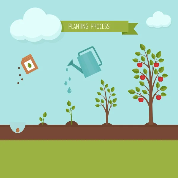 Ağaç işlem Infographic dikim. Elma ağacı büyüme aşamaları. Bitki büyüme adımları. Düz tasarım, vektör çizim. — Stok Vektör