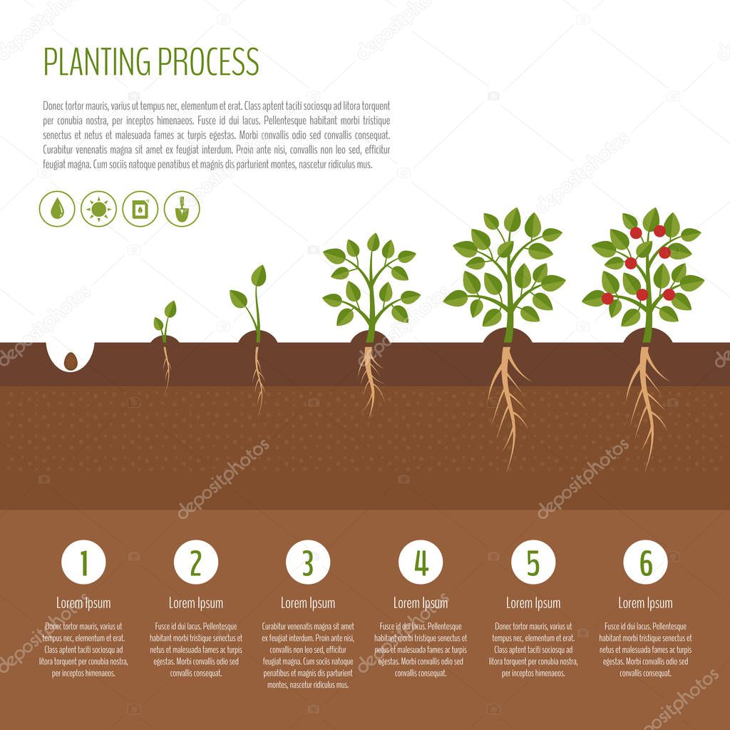 Planting tree process infographic. Tree growth. Bush vegetables growth stages.  Steps of plant growth. Business concept. Flat design, vector illustration.