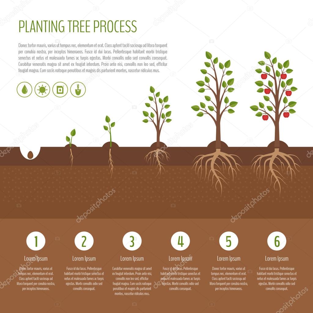 Planting tree process infographic. Apple tree growth stages. Steps of plant growth. Business concept. Flat design, vector illustration.