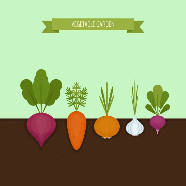 야채 정원 배너입니다. 유기농과 건강 한 음식입니다. 뿌리 채소로 포스터입니다. 평면 스타일, 벡터 일러스트 레이 션. — 스톡 벡터