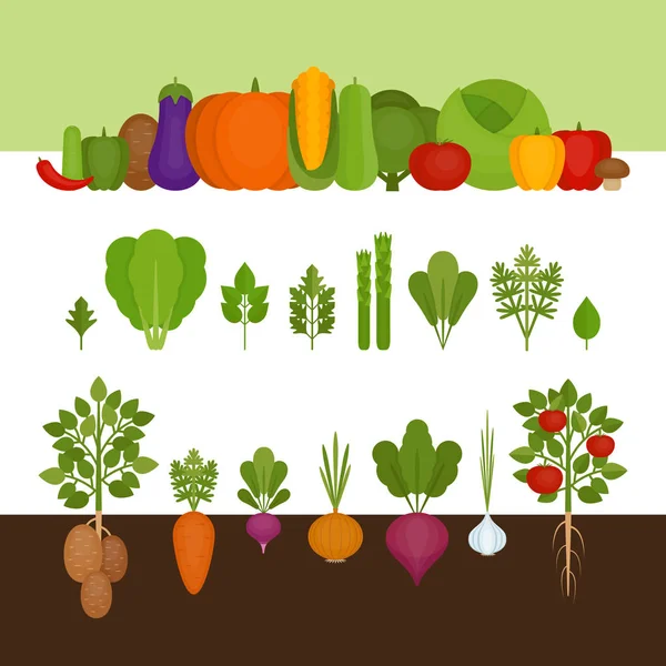 Colección de verduras. Alimento orgánico y saludable. Estilo plano, ilustración vectorial . — Vector de stock