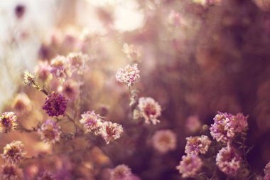 Şaşırtıcı çayır çiçekler 