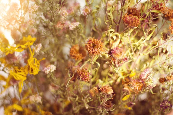 Increíbles flores del prado — Foto de Stock