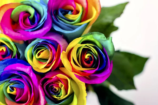 Rosas arco-íris em tijolos brancos e fundo de madeira. Cartão postal do Dia dos Namorados e da Mãe — Fotografia de Stock