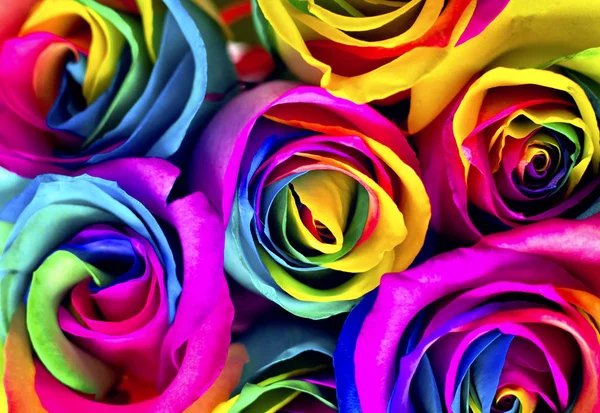 Rose arcobaleno su mattoni bianchi e fondo in legno. Cartolina per San Valentino e la festa della mamma Immagine Stock