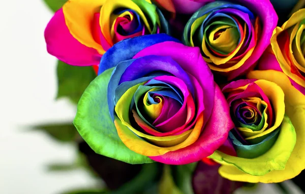 Rose arcobaleno su mattoni bianchi e fondo in legno. Cartolina per San Valentino e la festa della mamma Fotografia Stock