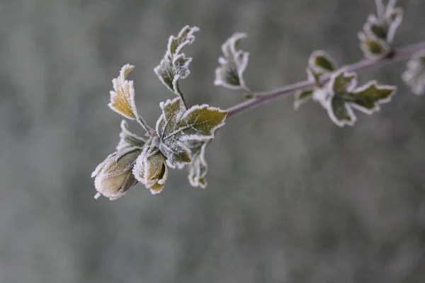 Çiçek tomurcuk frost ile kaplı.