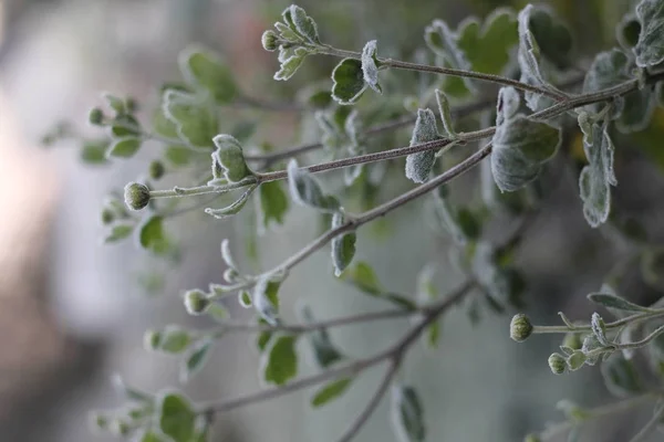 Bush frost ile kaplı.