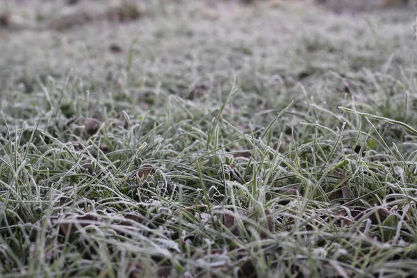 Gras und Herbstlaub sind mit Frost bedeckt — Stockfoto