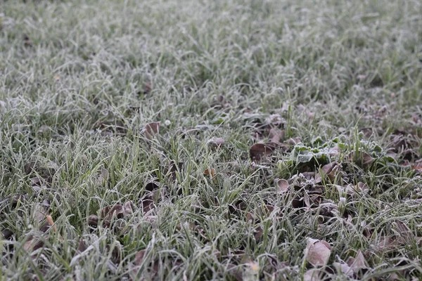 Erba e foglie autunnali sono coperte di gelo — Foto Stock