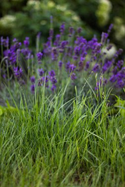 Yeşil çim ve lavanta bush.