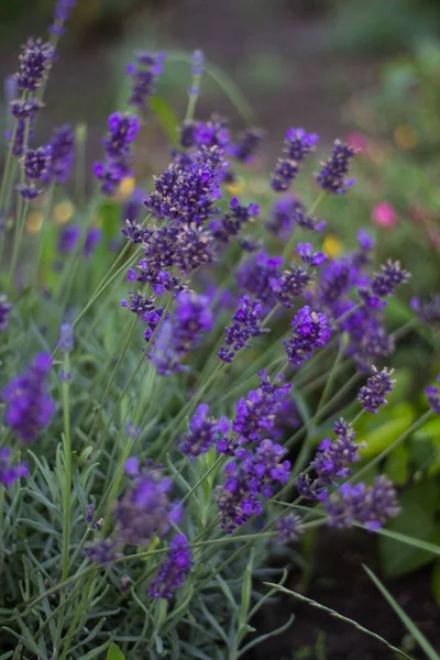 Tábua de madeira e lavanda . — Fotografia de Stock