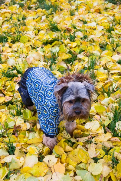 Köpek çim üzerinde duruyor ve uzağa bakıyor. Orada bir sürü