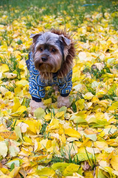 Yorkshire terrier is standing on the lawn and looking away. Ther