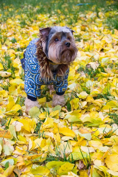 Yorkshire Terrier çim üzerinde duruyor ve yukarı bakıyor. Var 