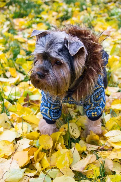 Yorkshire Terrier çim üzerinde duran ve uzağa bakıyor. Ther