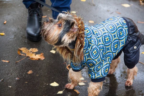 Yorkshire Terrier yolda ayakta ve bakıyor.