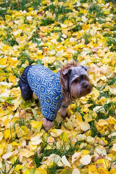 Köpek çim üzerinde duruyor ve uzağa bakıyor. Orada bir sürü