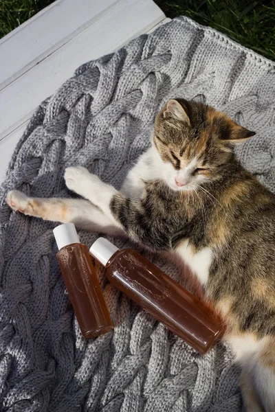 Tricolored kedi üzerinde gri bir battaniye jel şişe yakınındaki döşeme.