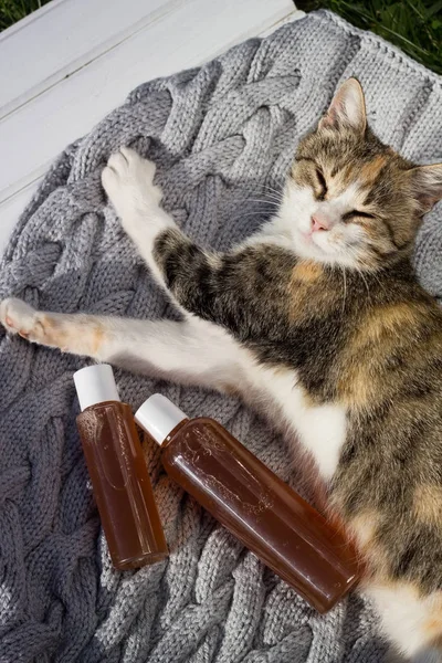 Tricolored kedi üzerinde gri bir battaniye jel şişe yakınındaki döşeme.