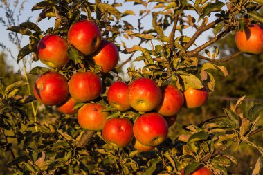 Günbatımı ışınları tarafından aydınlatılmış elma dalı.