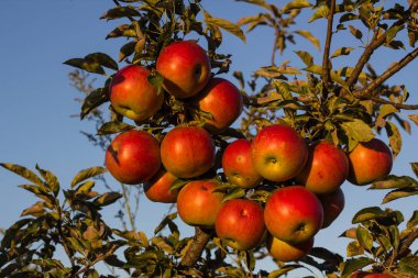 Mavi karşı günbatımı ışınları tarafından aydınlatılmış elma dalı 