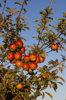 Mavi karşı günbatımı ışınları tarafından aydınlatılmış elma dalı 