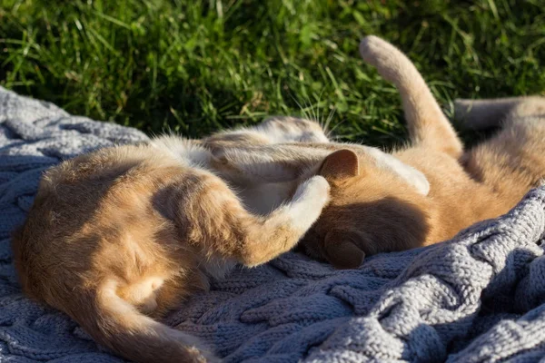 Çim ve bir battaniye oynayarak iki zencefil kedi.