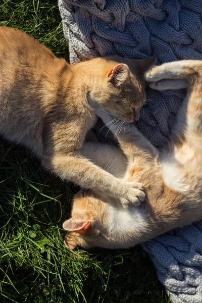 Çim ve bir battaniye oynayarak iki zencefil kedi.