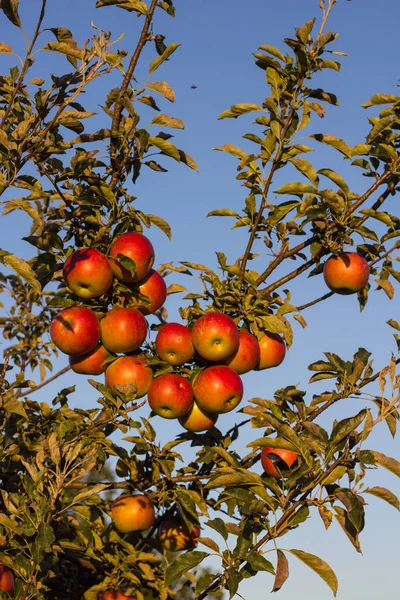Mavi karşı günbatımı ışınları tarafından aydınlatılmış elma dalı 