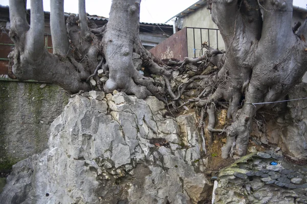 Старое дерево, растущее возле дома. — стоковое фото